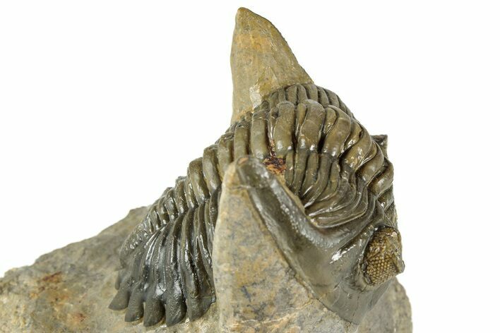 Hollardops Trilobite Fossil - Orange Eye Facets #359507